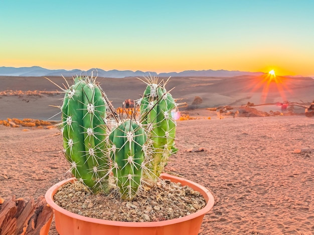 Saguaro cactus carnegiea gigantea at sunsets in the desert environment