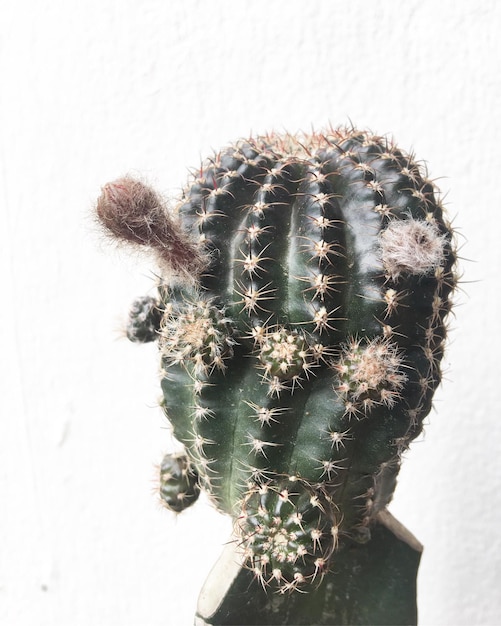 saguaro cactus in Chon Buri