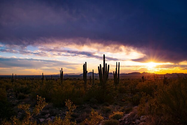 Saguaro cactus growing on field against sky during sunset