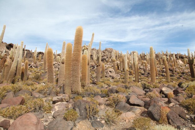 Foto saguaro-cactus in de woestijn