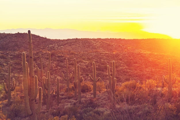 Saguaro National Park