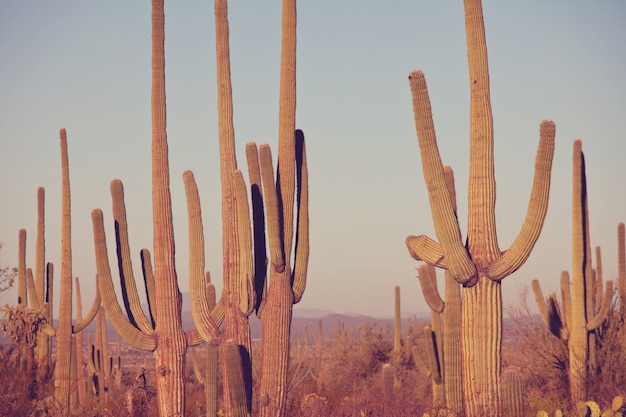 Parco nazionale del saguaro