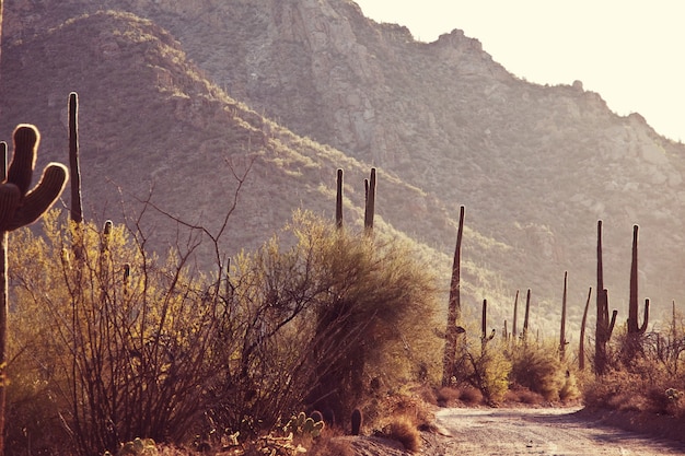 Saguaro National Park