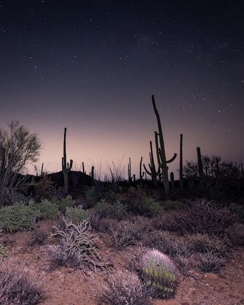 Foto saguaros sotto il cielo stellato notturno a tucson, arizona