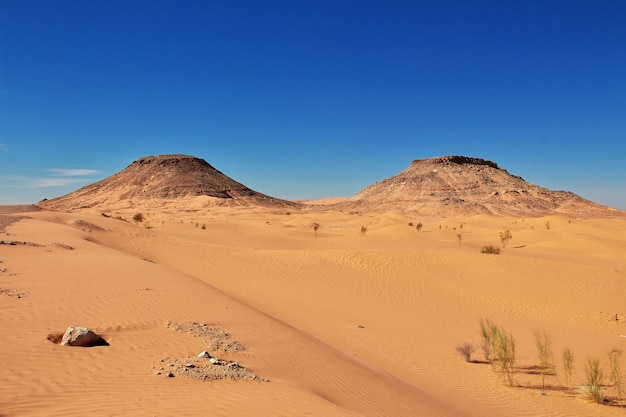 アフリカの中心にあるサハラ砂漠