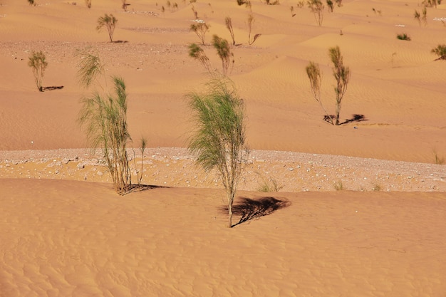 Sahara desert in the heart of Africa