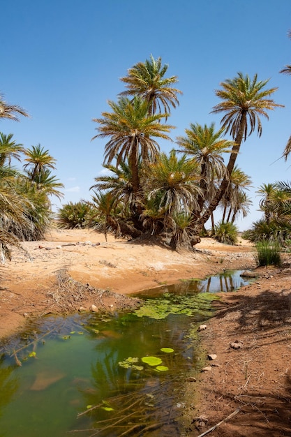 Sahara Desert in Morocco Palm trees grow in an oasis near a waterhole covered with aquatic plants