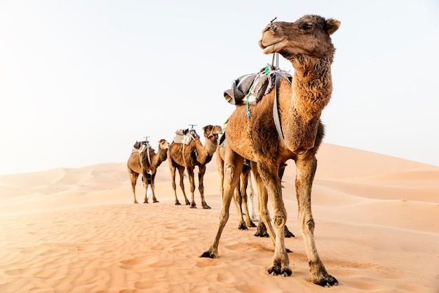 Sahara woestijn dromedaris. Marokko reizen.