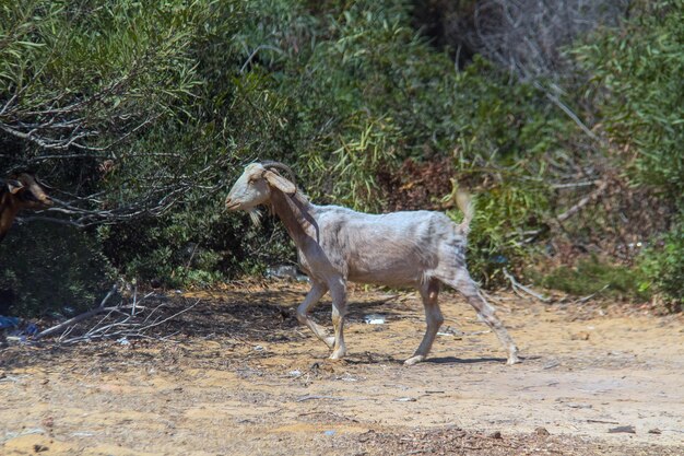 Sahelian Goat Exploring the Unique Breed in its Natural Habitat