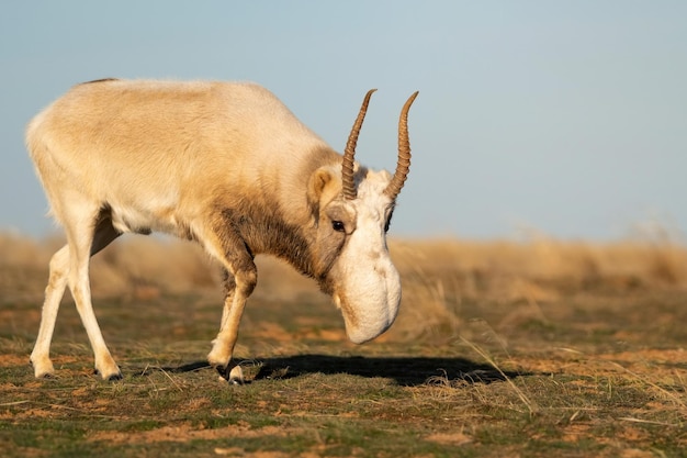 Saiga antelope or saiga tatarica walks in steppe near waterhole in winter