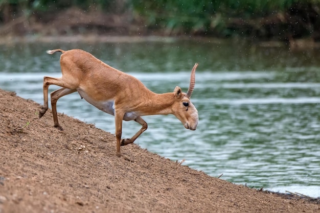 Saiga antilope of saiga tatarica staat in steppe in de buurt van waterput