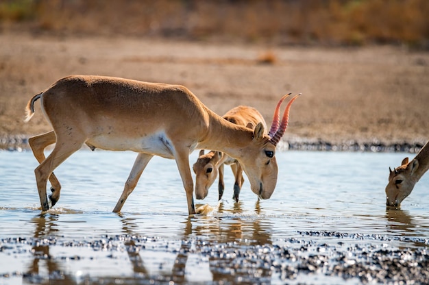 Saiga-antilopen of Saiga-tatarica-dranken in steppe