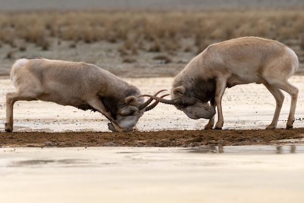 Saiga-antilopen of saiga-tatarica vechten in de winter in de steppe bij een waterpoel