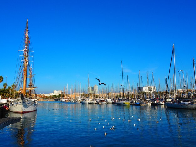 Photo sailboats in harbor against clear blue sky