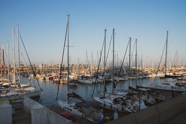 Sailboats moored in harbor