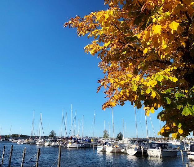 Sailboats moored in sea against clear sky