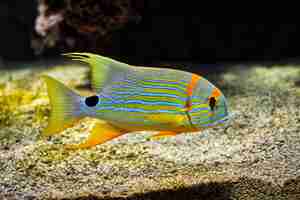 Photo sailfin snapper symphorichthys spilurus bluelined sea bream fish underwater in sea