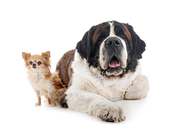 Saint bernard and chihuahua in studio