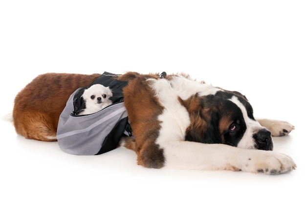 saint bernard and chihuahua