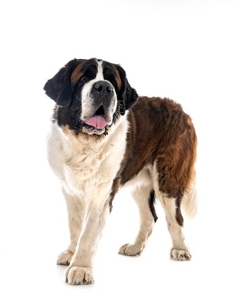 saint bernard in studio