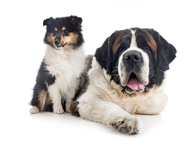 Saint bernard and puppy Rough Collie