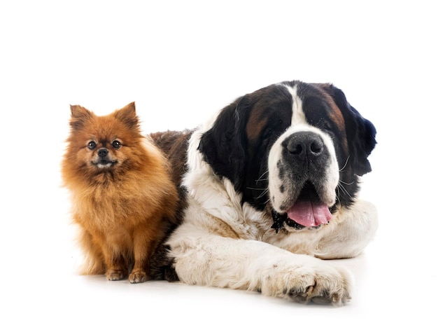 Photo saint bernard and spitz in studio