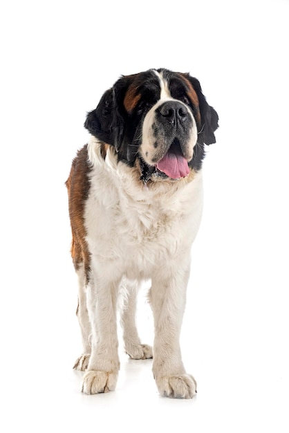 Saint bernard in studio