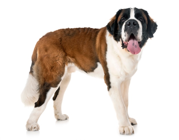 saint bernard in studio