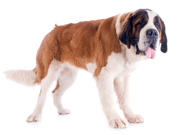 Saint Bernard