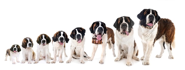 Saint bernards in studio