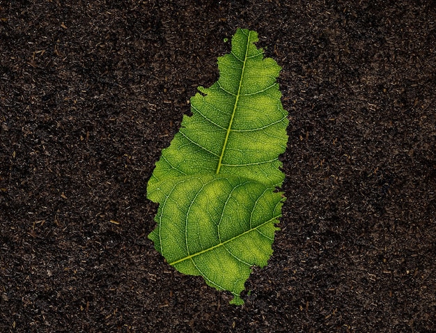 Saint Lucia kaart gemaakt van groene bladeren op bodem achtergrond ecologie concept