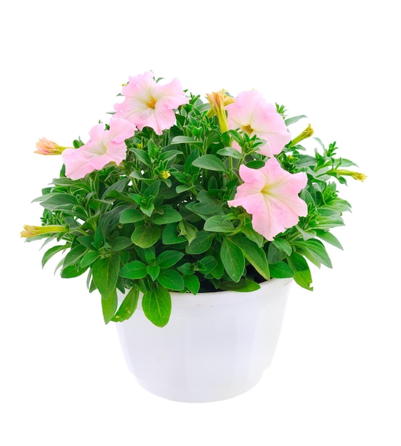 saintpaulia in a pot