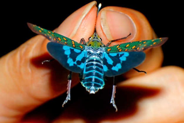 Foto saiva gemmata lanternflies lantern bugs fulgoridae in de hand