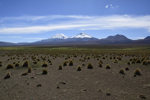 Sajama National Park omgeven door besneeuwde bergen met zwarte wolken omgeven door droge vegetatie Bolivia