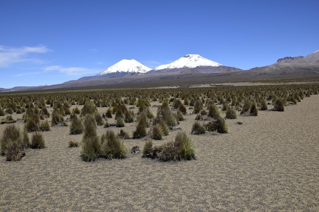 마른 식물 볼리비아로 둘러싸인 검은 구름과 눈 덮인 산으로 둘러싸인 사자마 국립 공원