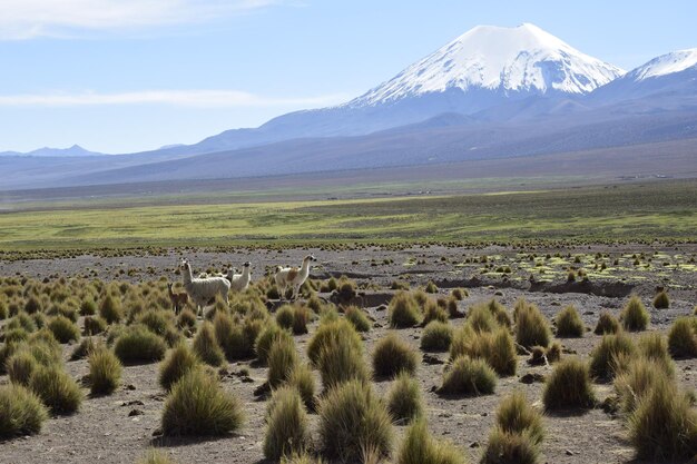 乾燥した植生ボリビアに囲まれた黒い雲と雪をかぶった山々に囲まれたサハマ国立公園