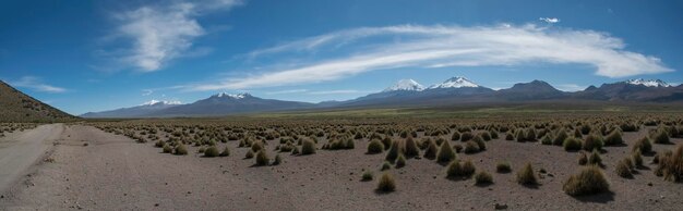 Sajama national park surrounded by snowcapped mountains with wi