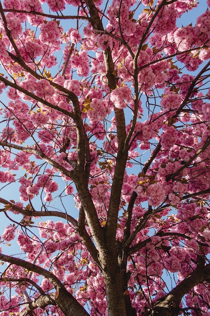 Sakura achtergrond Bloesem kersenboom behang Bloeiend Roze lentebloemen Blauwe lucht