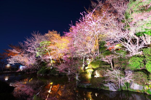 사진 밤의 벚꽃과 강