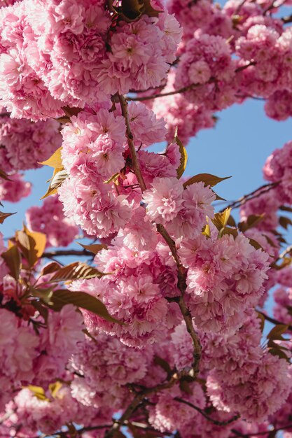 Sakura background Blossom cherry tree wallpaper