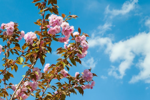 Sakura bloei Bloeiende tak van Japanse kers tegen de blauwe lucht en witte wolken