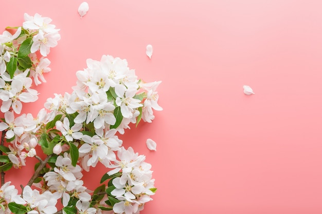 Sakura bloeien, lente bloemen op roze