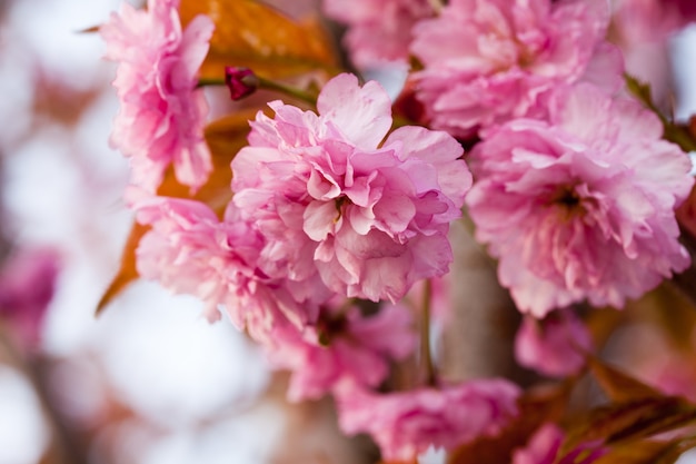 Sakura bloeiende tak close-up met kopie-ruimte