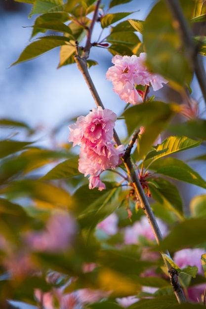 Sakura bloeit in de stralen van de zonsondergang. detailopname