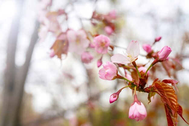 Sakura bloeit in het voorjaar. Mooie roze bloemen van de boom.