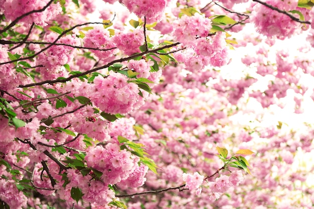 Sakura bloeit op een lentedag