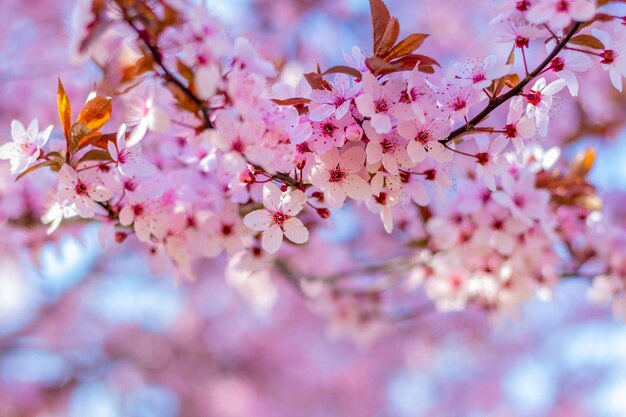 Sakura bloeit Roze sakura bloemen aan een boom in roze tinten