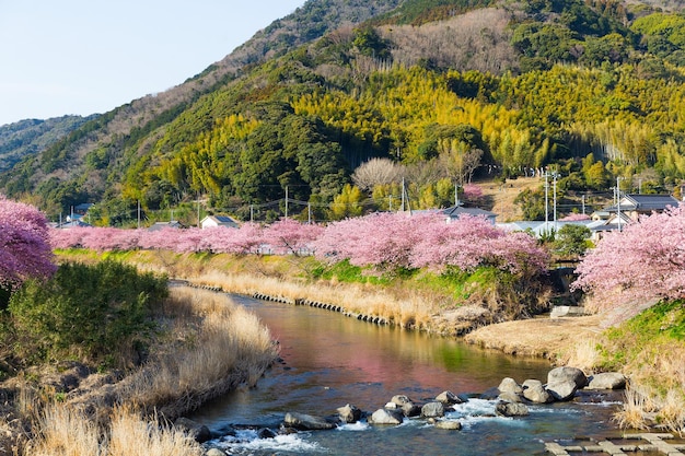 Sakura bloem en rivier in kawazu