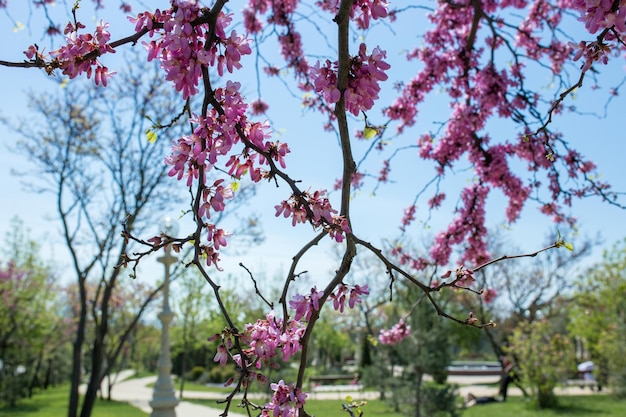 Sakura bloem in blauwe lucht