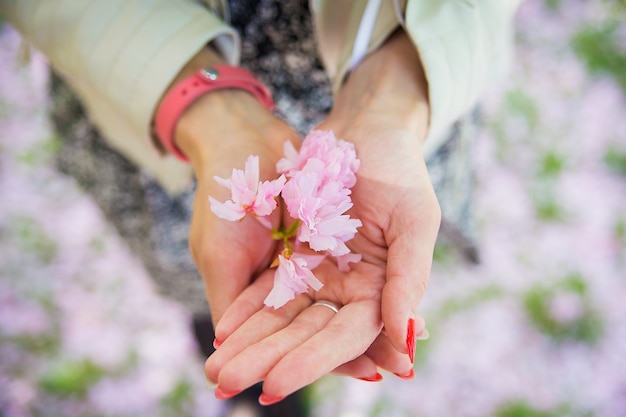 Sakura-bloem in de handen van jong meisje